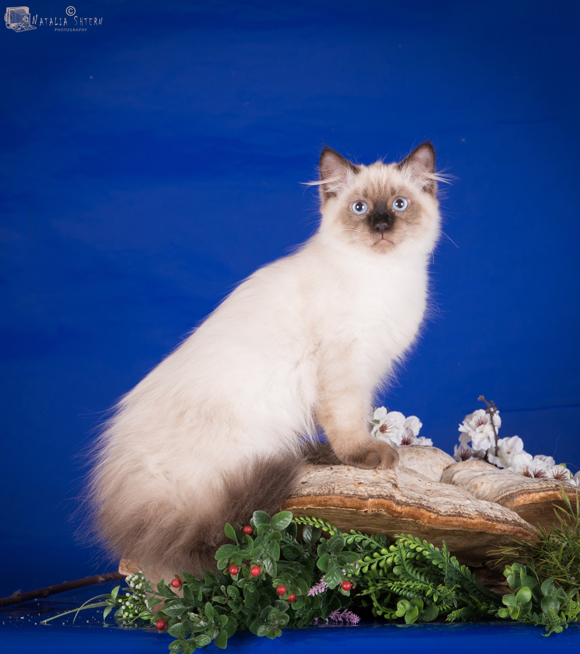 Н сиб. Сибирское чудо. Сибирское чудо кот. Соро Сибирское чудо. N2133 окрас.