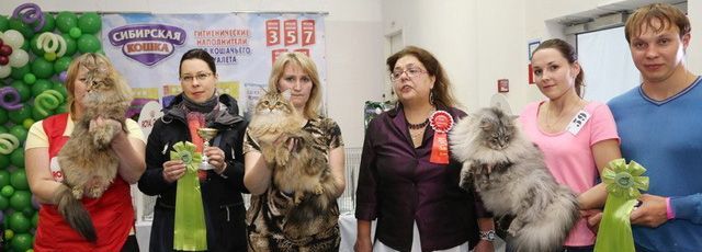 «Сибирское Чудо» – Коллективный питомник сибирских кошек