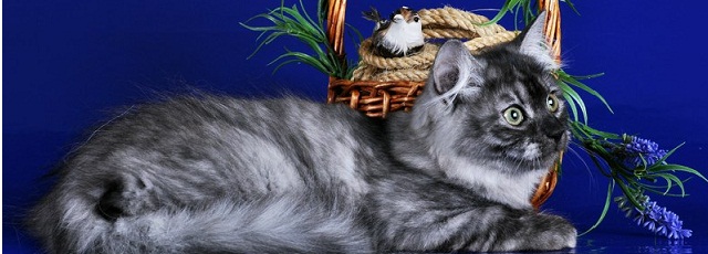 «Сибирское Чудо» – Коллективный питомник сибирских кошек